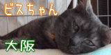 70cats-slow-まるいベッド★ナゼカまるモヨウばっかりシリーズ★その１