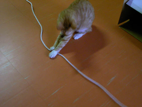 お手伝いありがとう