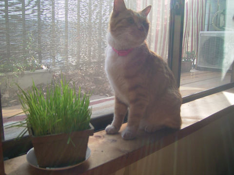 草がスキー