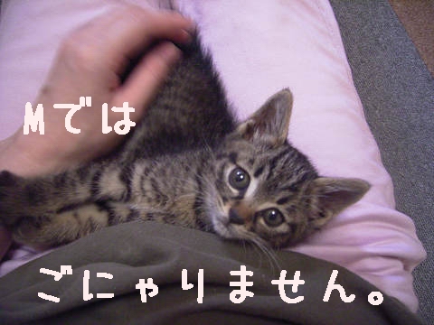 r~[MȂˁB