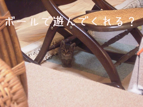֎q̉A