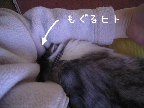 そしてもぐる