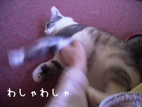わしゃわしゃされるヒト