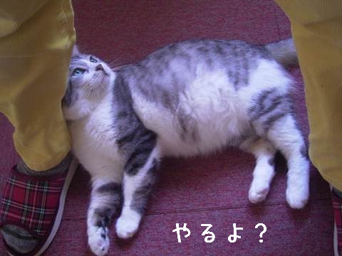 そろそろ、いいですかねえ。。。
