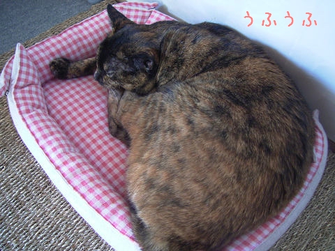 ちいさくはないけど。