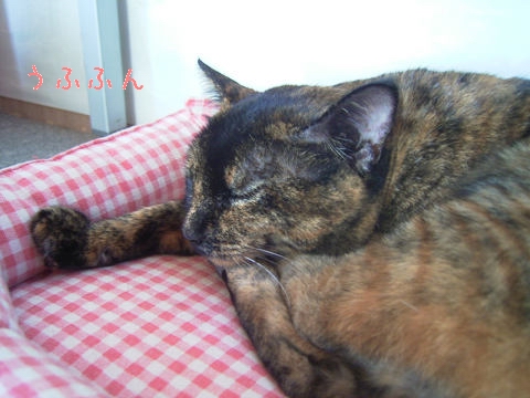 オテテがクキっと